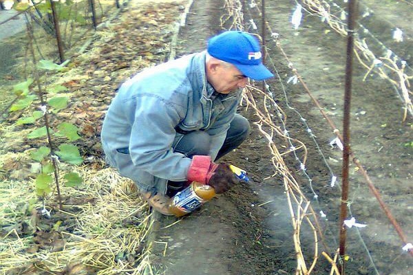 grape treatment