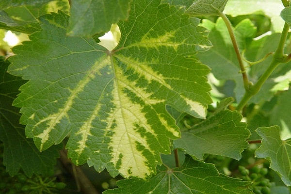 étagères blanches