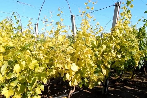 propagation of grapes