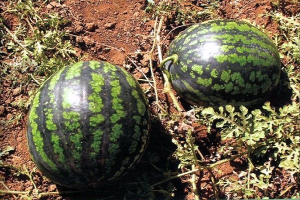 fruta en la tierra