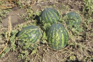 Description of the watermelon variety Kholodok and features of its cultivation, collection and storage of crops