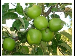 Penerangan dan ciri-ciri jenis buah epal berbuah Granny Smith, penanaman dan penjagaan