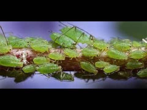 aphids on grapes