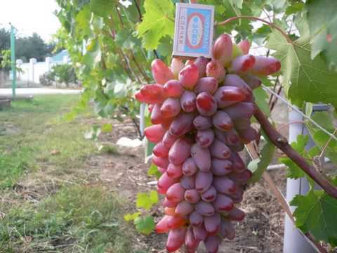 original grapes