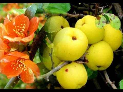 japanese quince