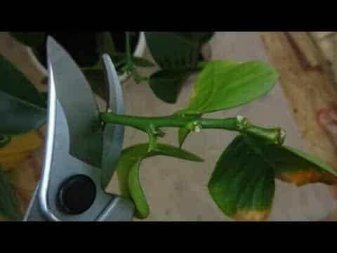 lemon pruning