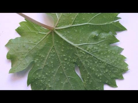 aphids on grapes