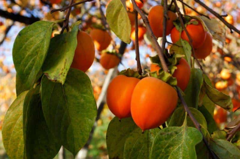 Growing from a stone and caring for persimmons at home, description of varieties and reproduction