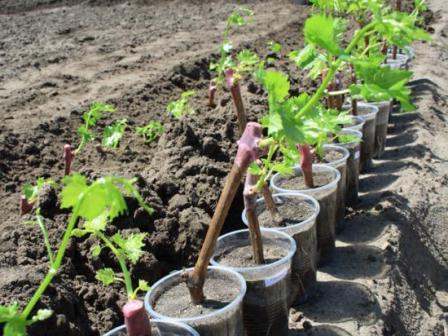 grape seedlings