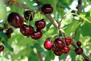 Descripción de la cereza Miracle híbrida y sus polinizadores, características de plantación y cuidado.