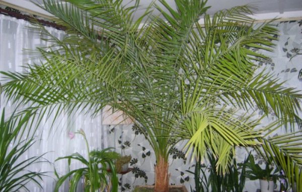 date palm