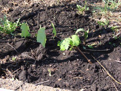 plantation de raisins