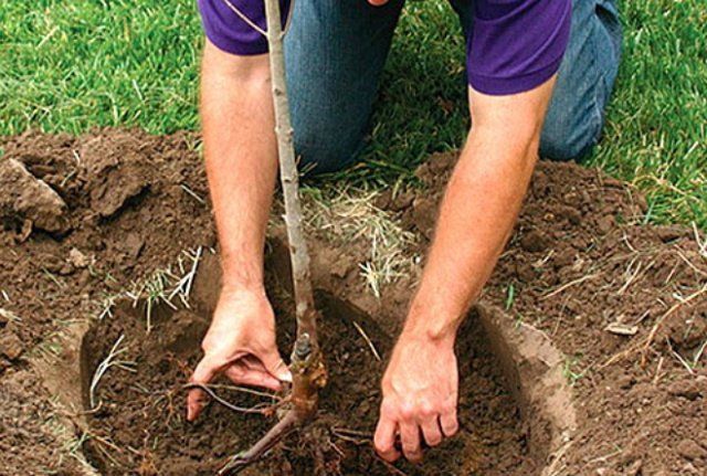 plantant un pomer