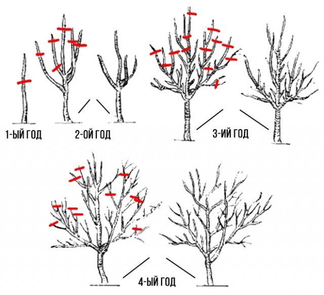 apple pruning