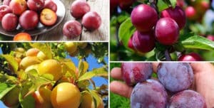 The benefits and harms of plums for the health of the human body, contraindications and properties