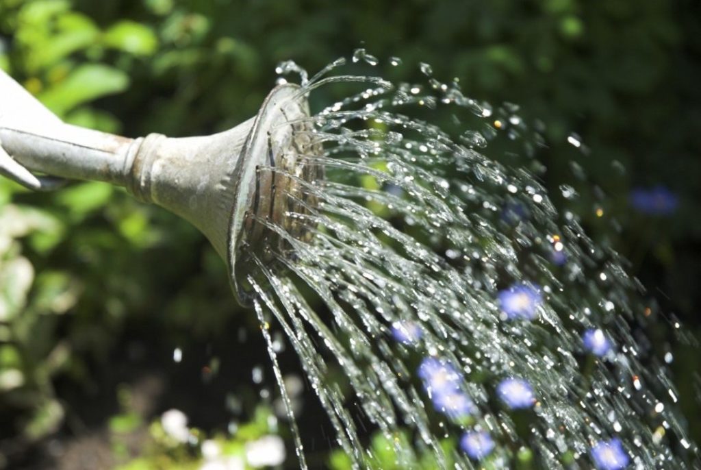 watering the apple tree