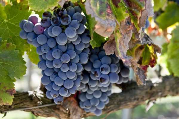 Garnacha grape bushes