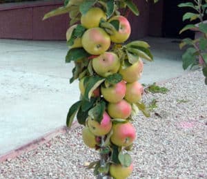 Description, caractéristiques et conditions de maturation de la pomme en colonne Président, plantation et entretien