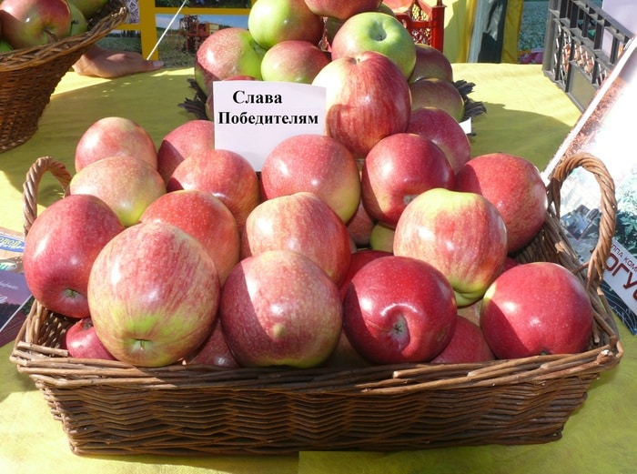 gloire du pommier aux gagnants