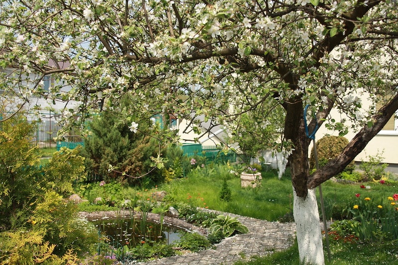 gloire du pommier aux gagnants