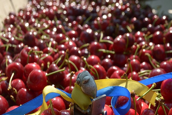 harvesting