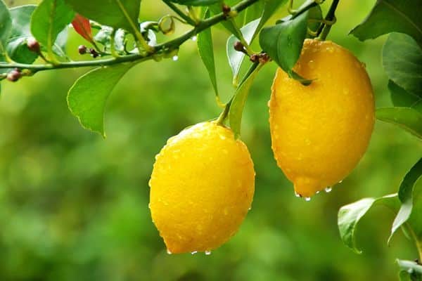 lemons on a branch