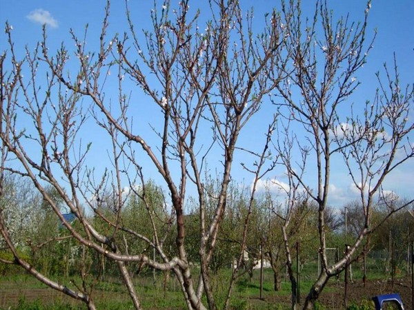 albaricoque en otoño