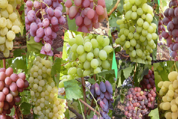 fruits spéciaux