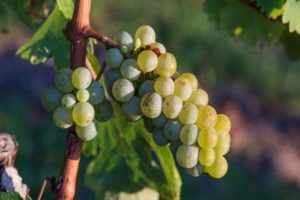 How can a grape variety be identified by the appearance of the leaves and the taste of the fruit?