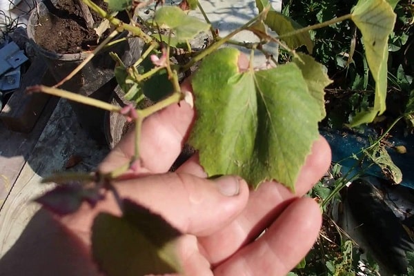 afiliación de grado