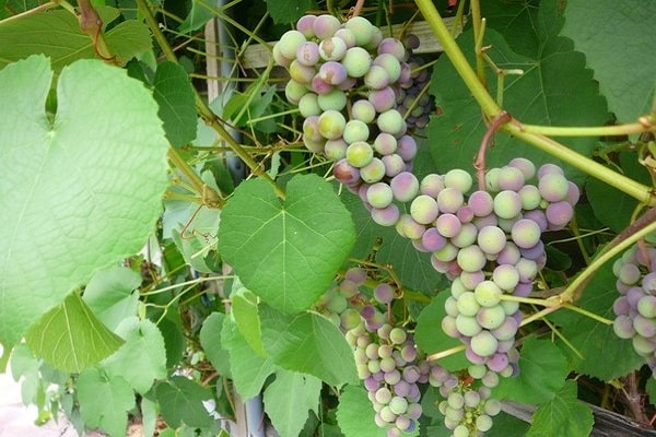 el propósito de las uvas