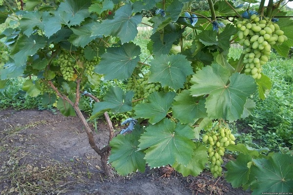 maduración del cultivo