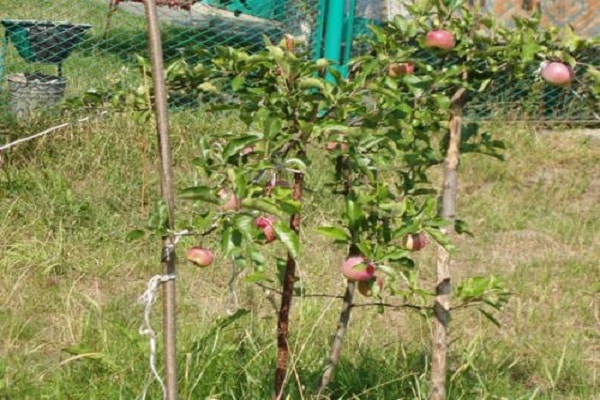 arboles pequeños