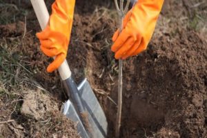 Est-il possible de transplanter un pommier adulte à un autre endroit, quand et comment le faire correctement