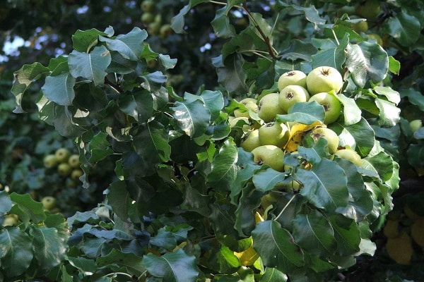 variedad salvaje