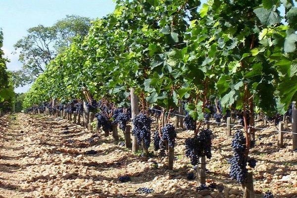 bayas de frutas