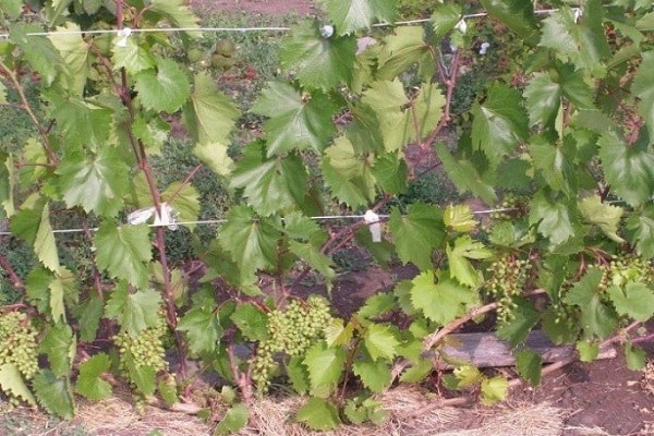 grapes to the trellis