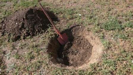 planting an apple tree