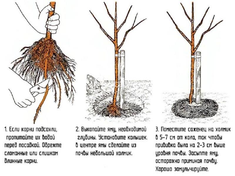 plantación de cerezas