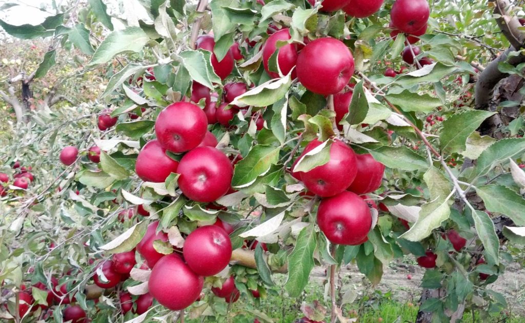 apple tree starkrimson