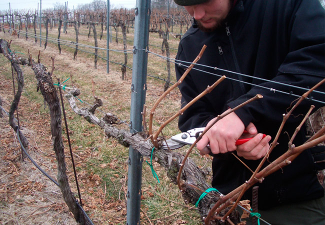 pruning grapes