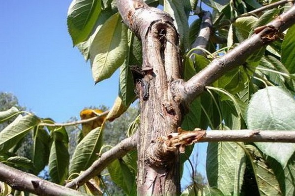 pieza de madera