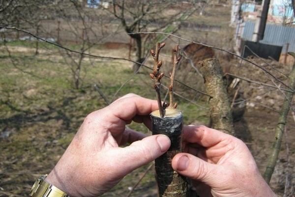 combinaison de variétés