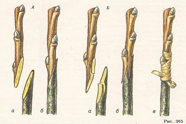 dessins schématiques