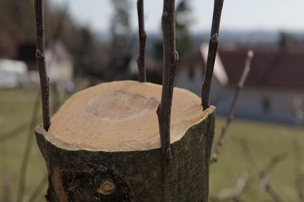  cherry bark