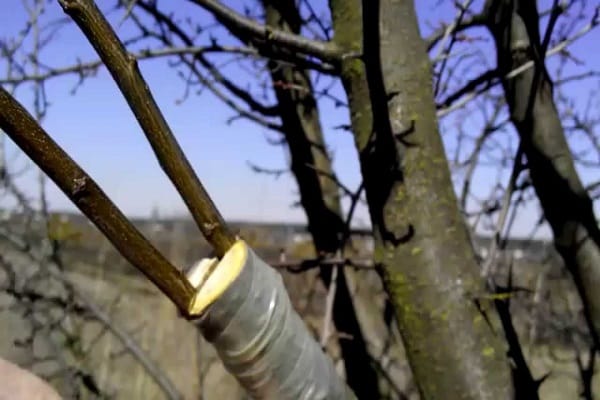 traversées d'arbres