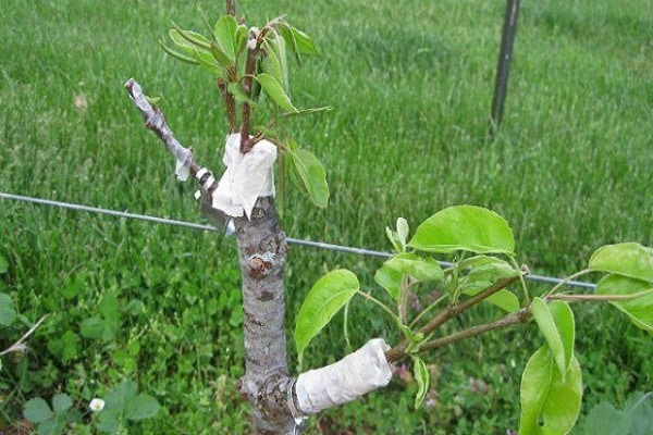 plant an apple tree