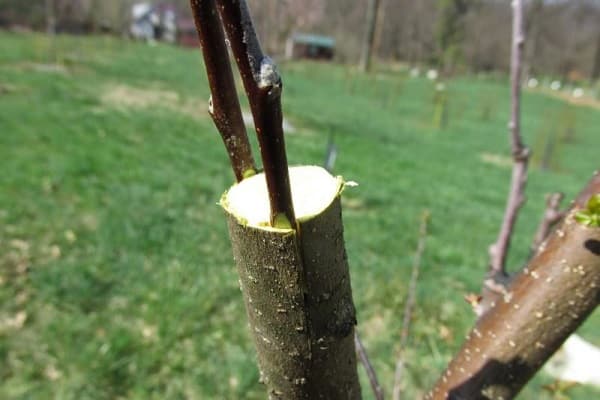 l'arbre est prêt