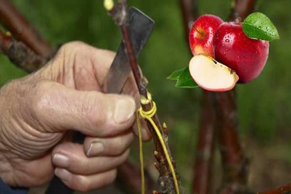 plant an apple tree