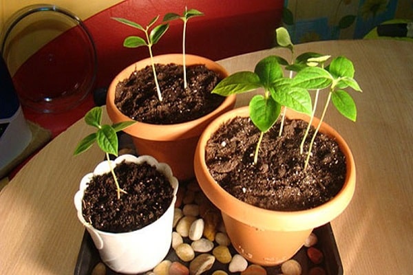 plantation en pot